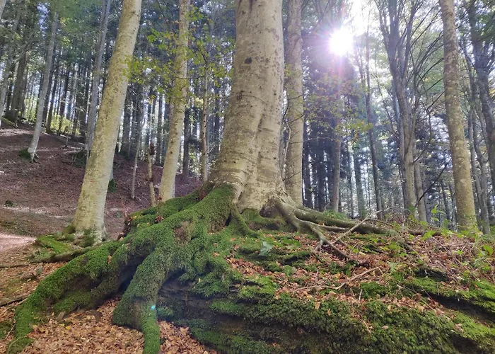 Ostello Orma Del Lupo 로로시우펜나